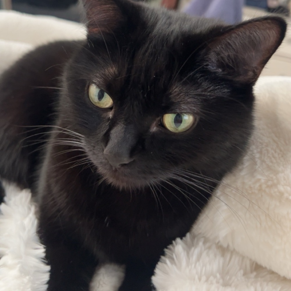 Meet your Posher, Ivonne